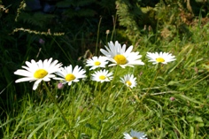 ox eye daisy